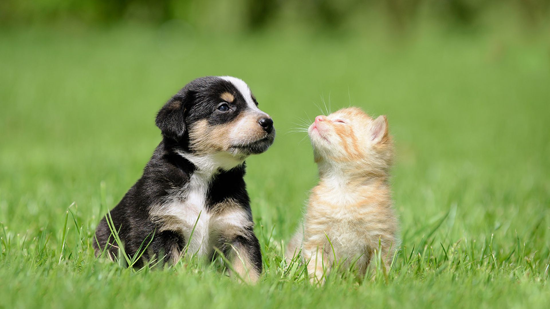 En España se prefiere tener un perro mejor que un gato como mascota