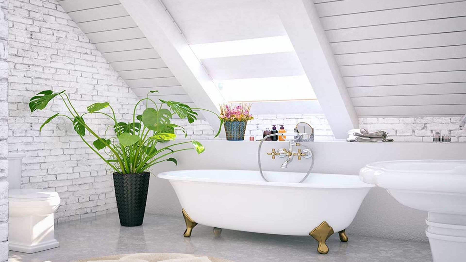 Las mejores plantas de interior para decorar el baño y convertirlo en un vergel