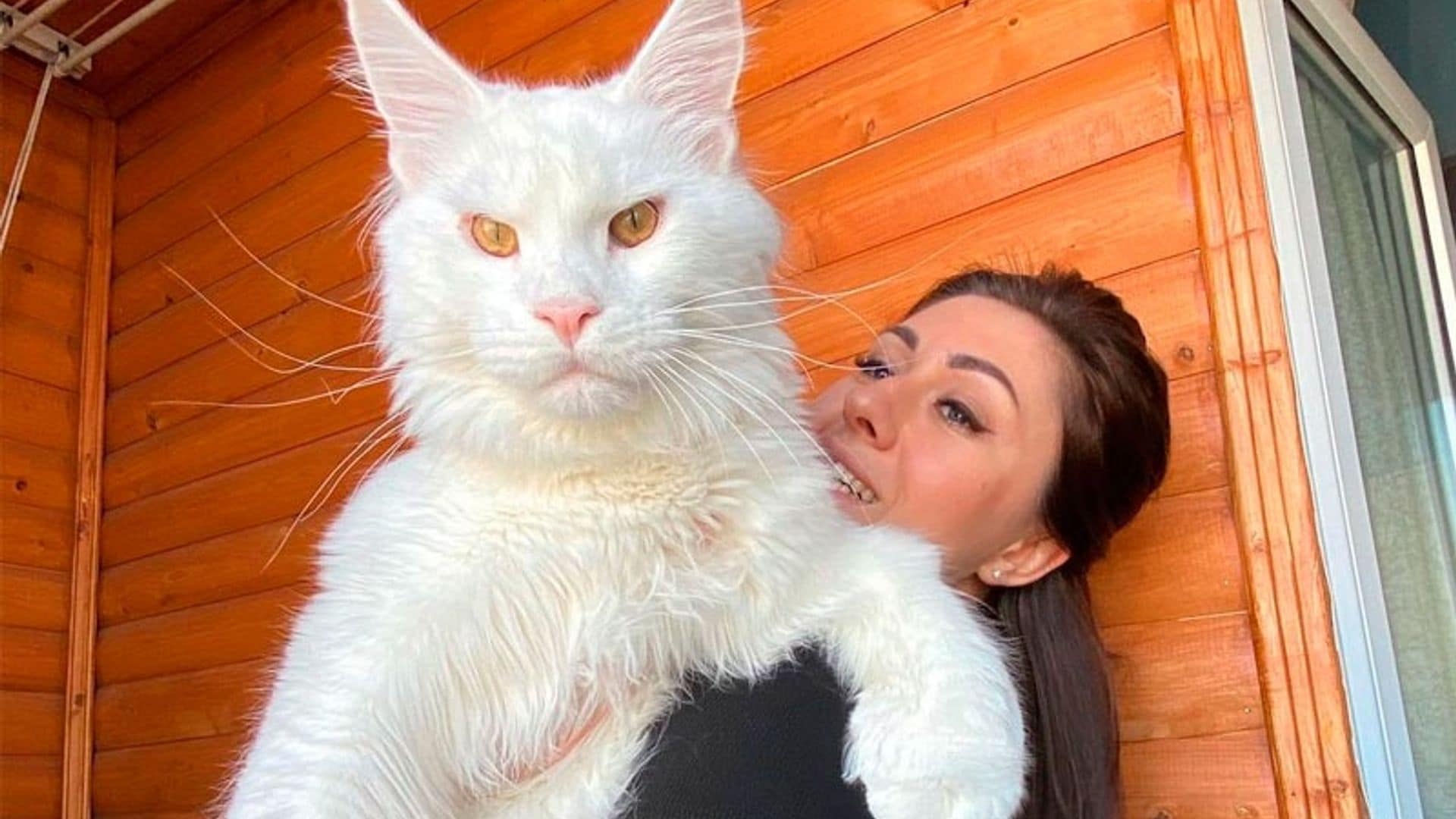 Kefir, el gato que mide más de un metro y pesa lo mismo que un niño