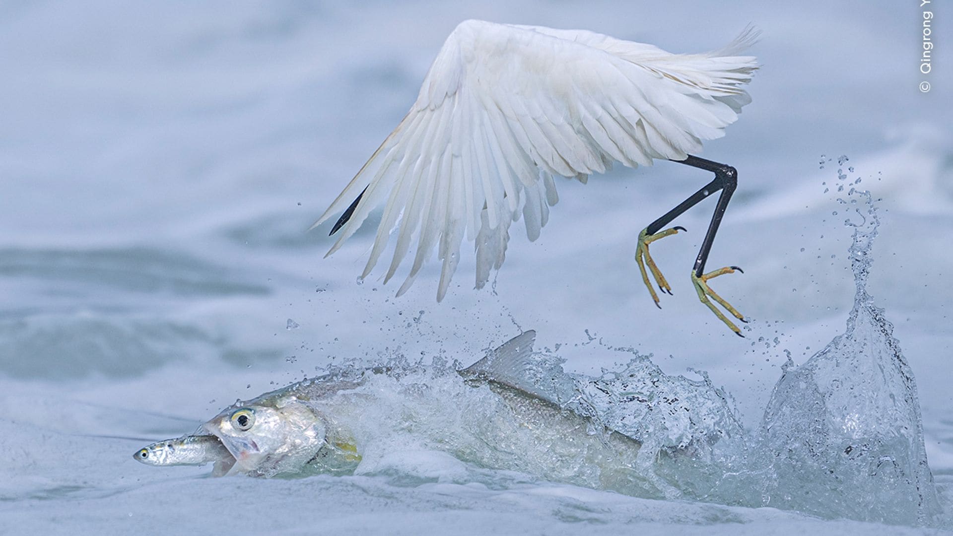 Synchronised Fishing by Qingrong Yang, China
Winner, Behaviour: Birds