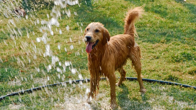 Un perro refrescándose con agua