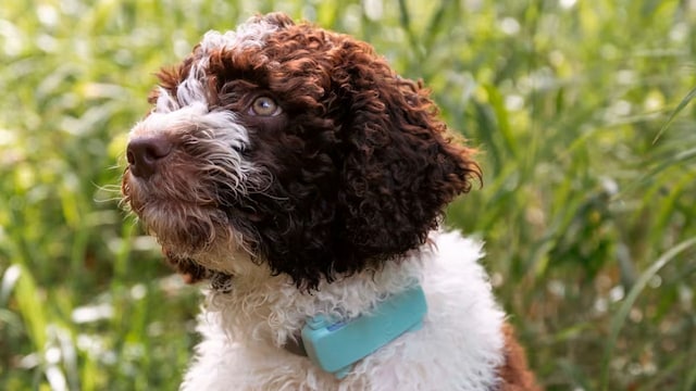 Un perro con un GPS al cuello