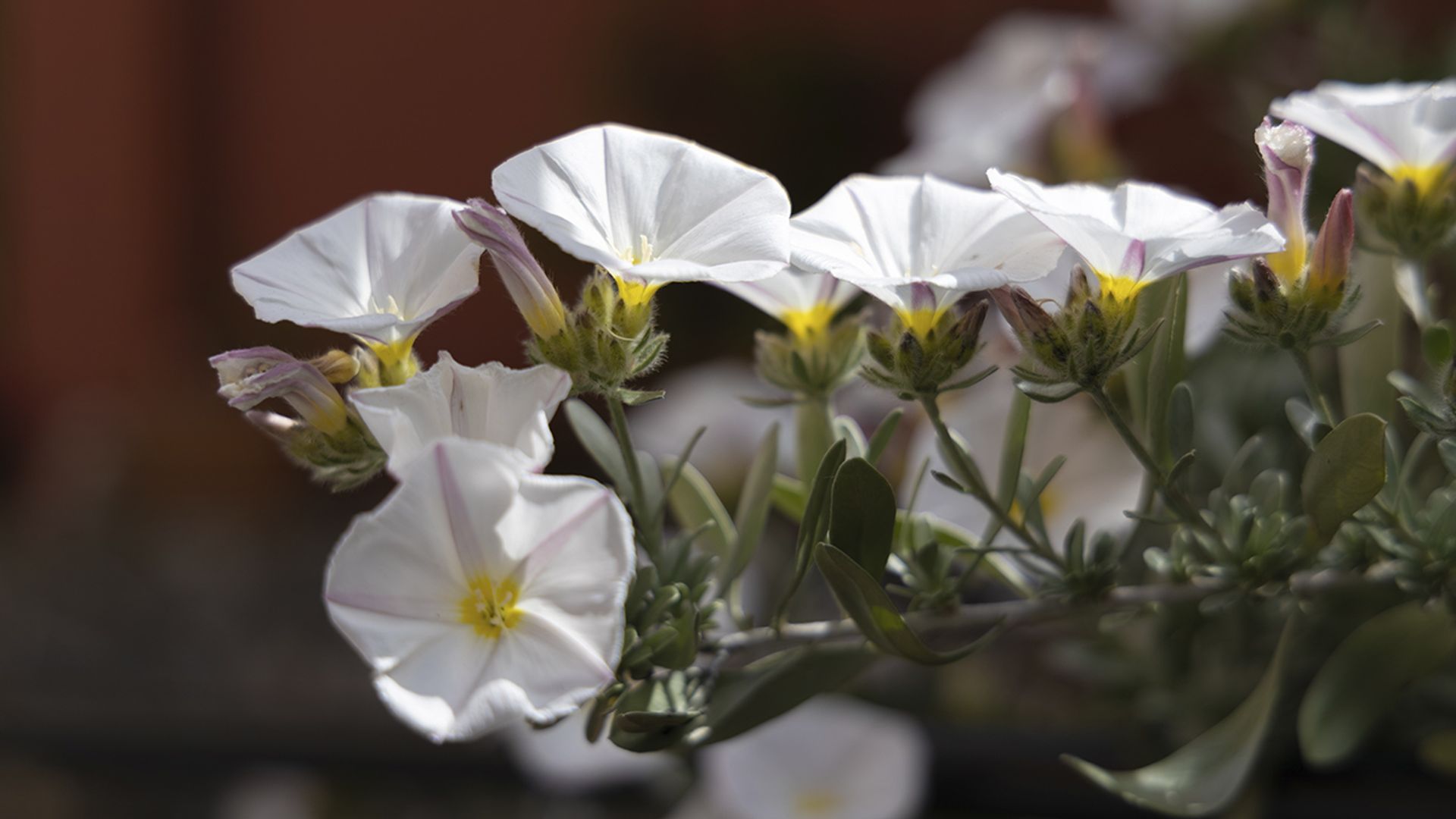 Así se cuida la campanilla plateada: la planta con flor de exterior ideal para climas mediterráneos