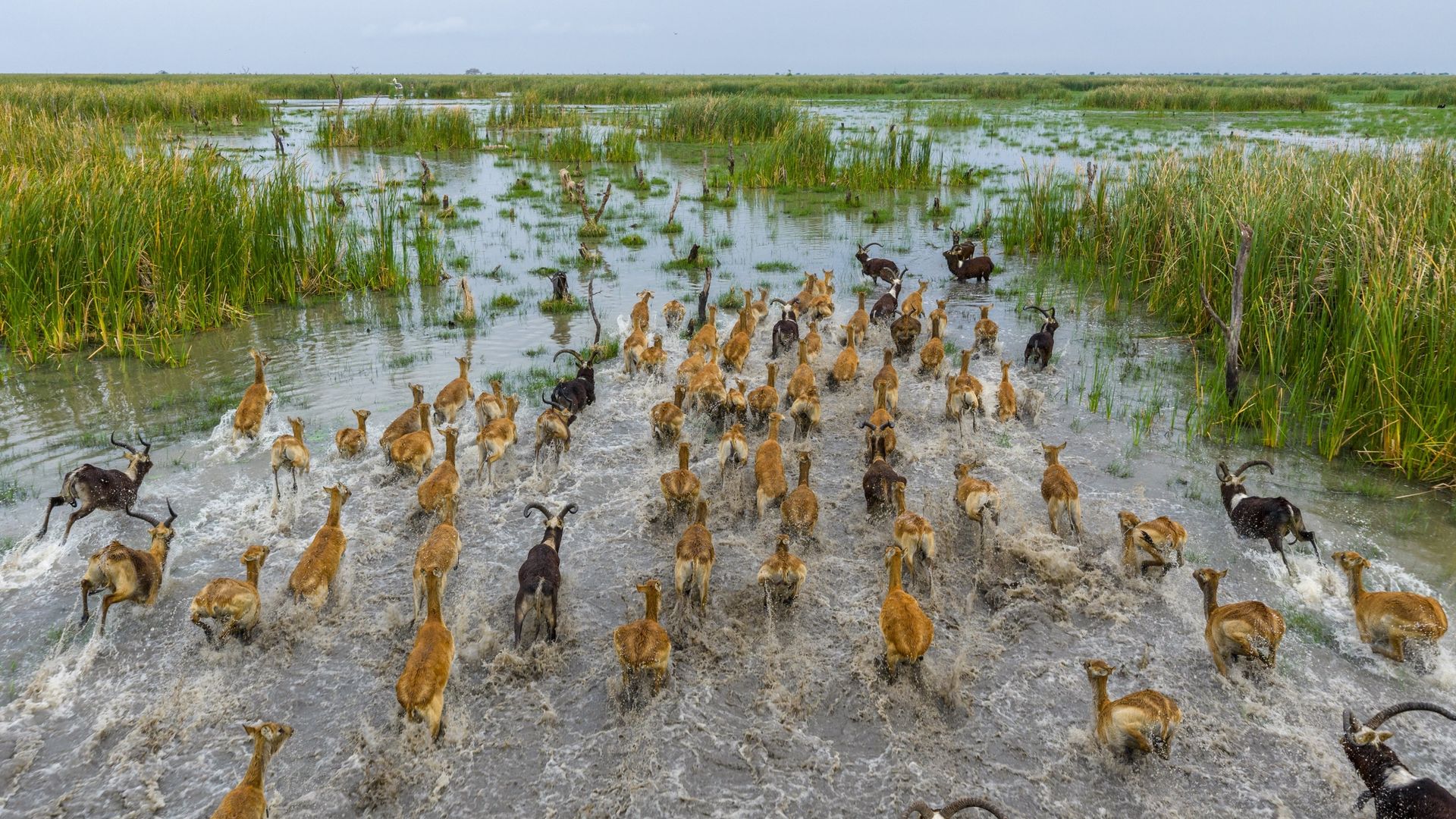 Gran manada de lechwes del Nilo corriendo a través del humedal en el Parque Nacional Boma-Badingilo, Sudán del Sur, Patrimonio de la Humanidad