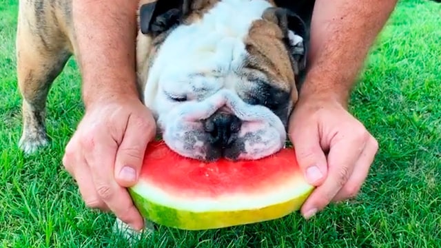 perrosandia