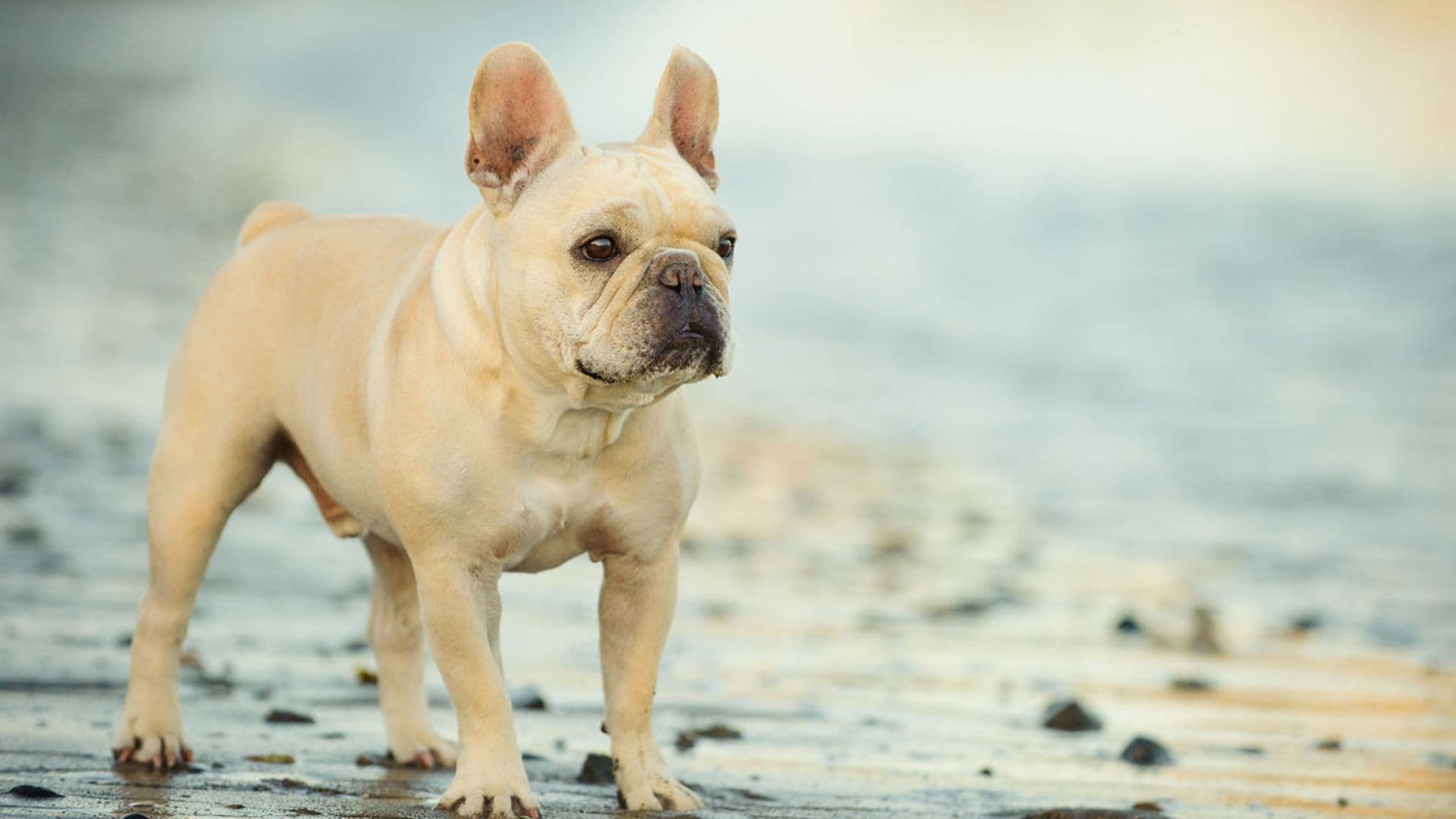 Imágenes de los diferentes tipos de bulldog francés