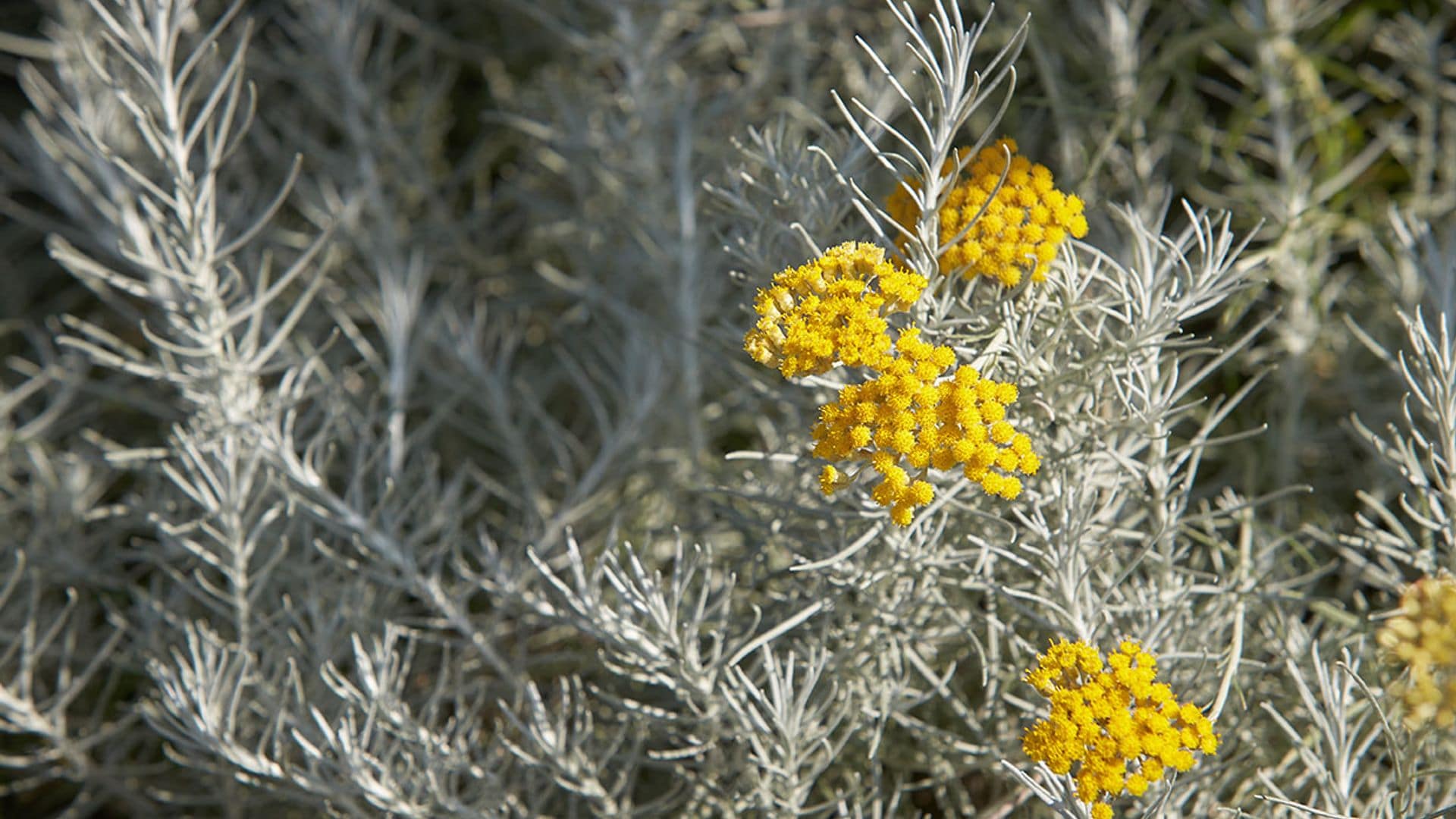Estas son las mejores plantas de follaje gris para proyectar un jardín plateado