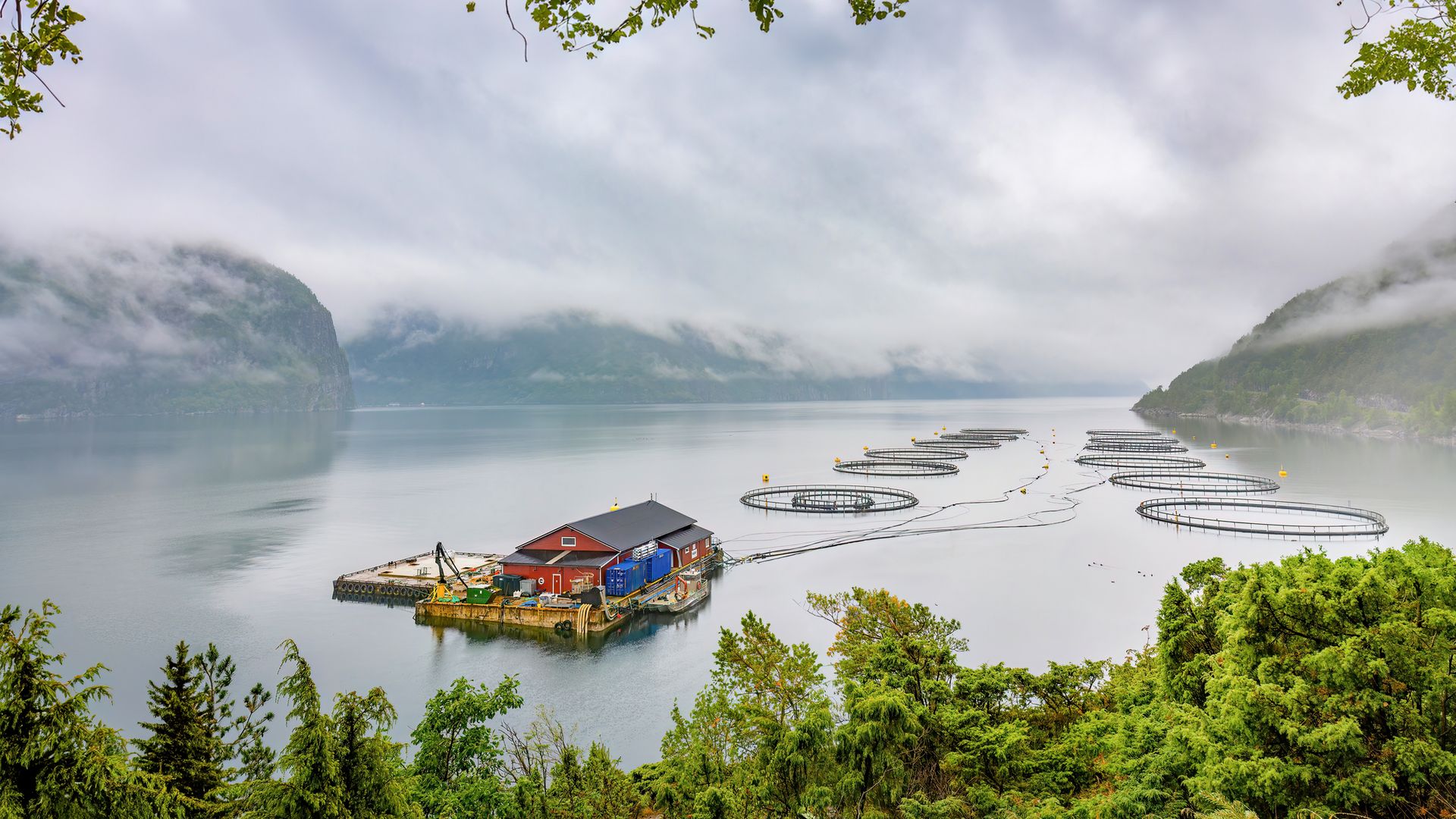 Noruega es el principal productor mundial de salmón atlántico criado en sus aguas, con una industria de acuicultura que combina tradición y modernidad