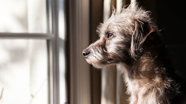 que diferencia perros de raza de los mestizos
