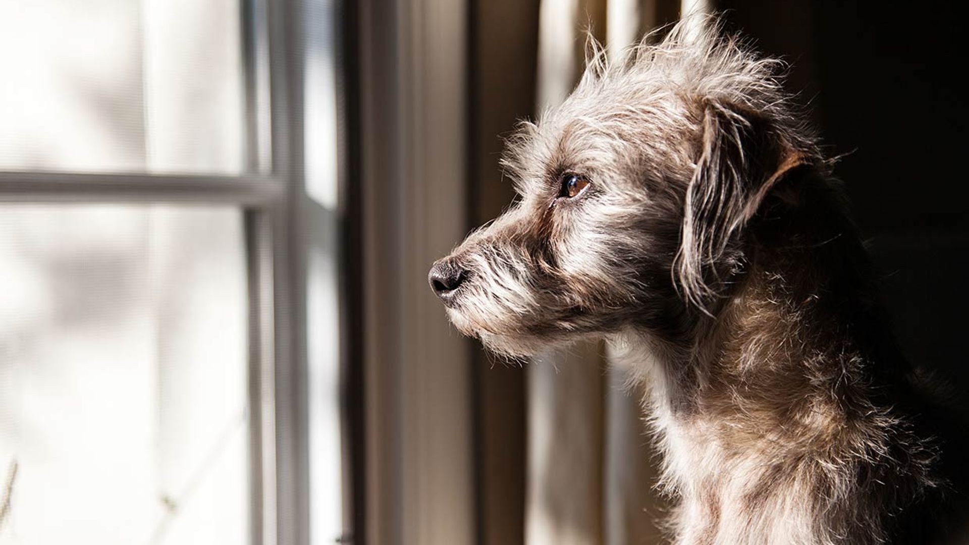 son mejores los perros de pedigrí