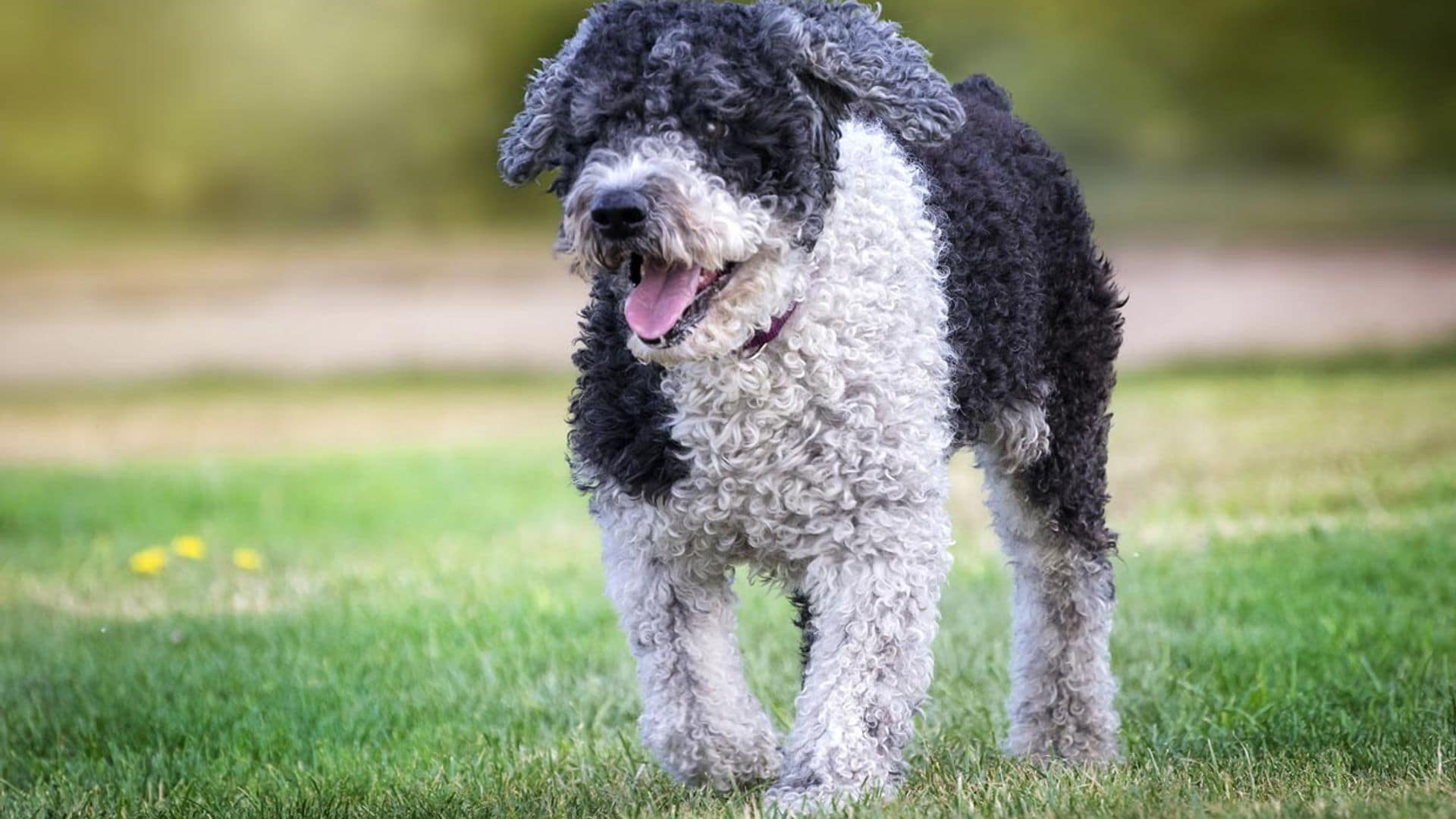 ¿Conoces estas nueve razas de perro españolas?