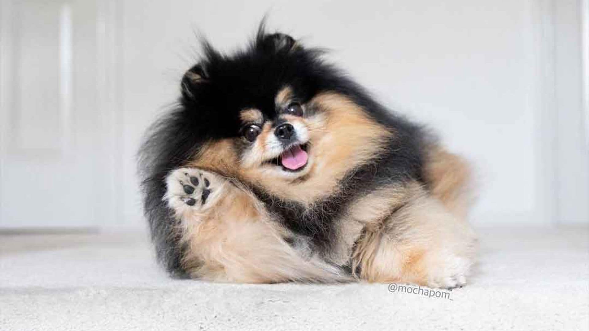 Mocha, la adorable perrita que se ha aprendido el baile de moda