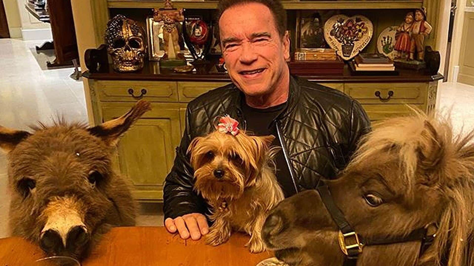 Perros, burritos... Arnold Schwazenegger pasa la cuarentena con la mejor compañía