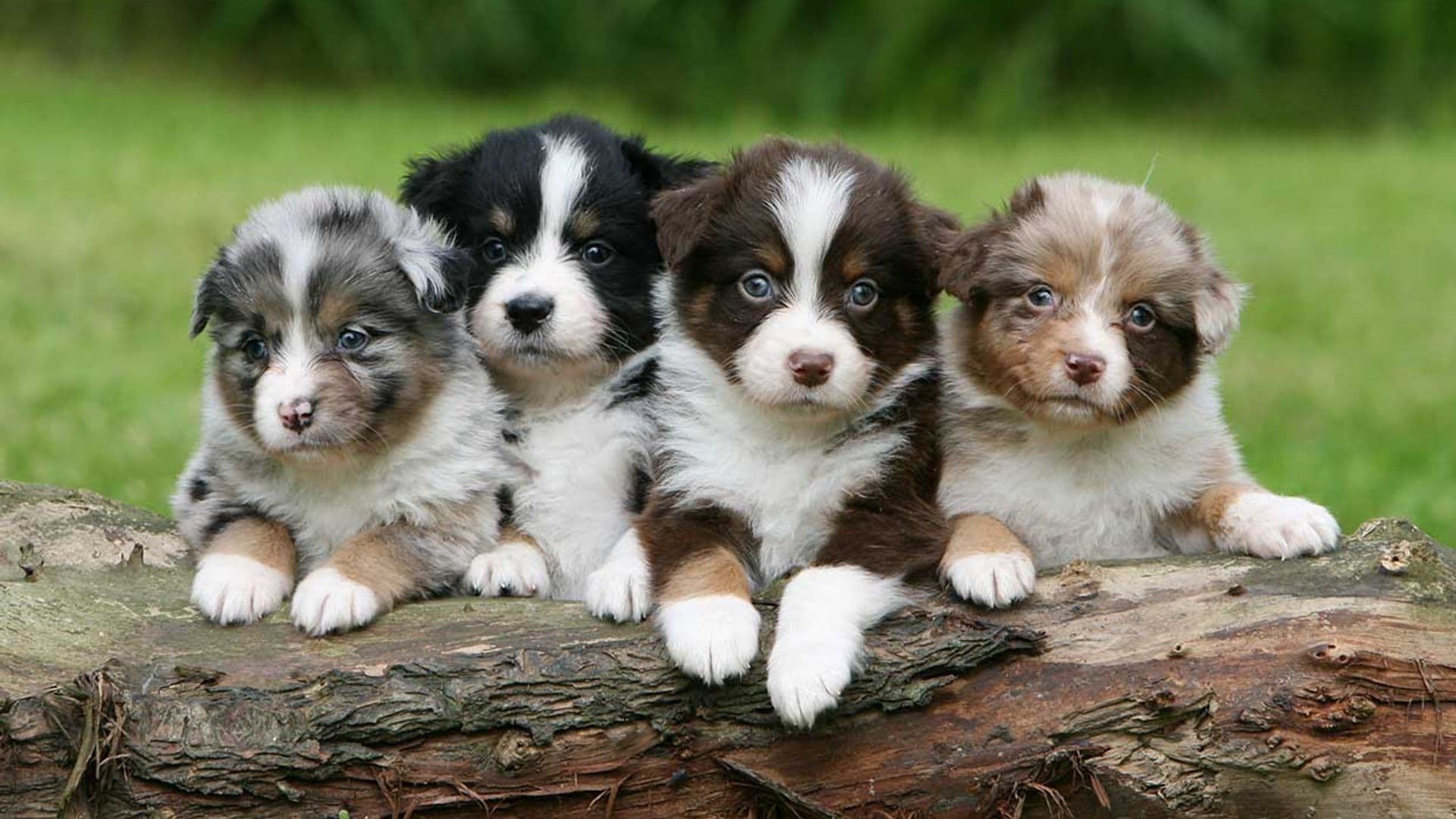 ¿Cuáles son los perros más difíciles de mantener?