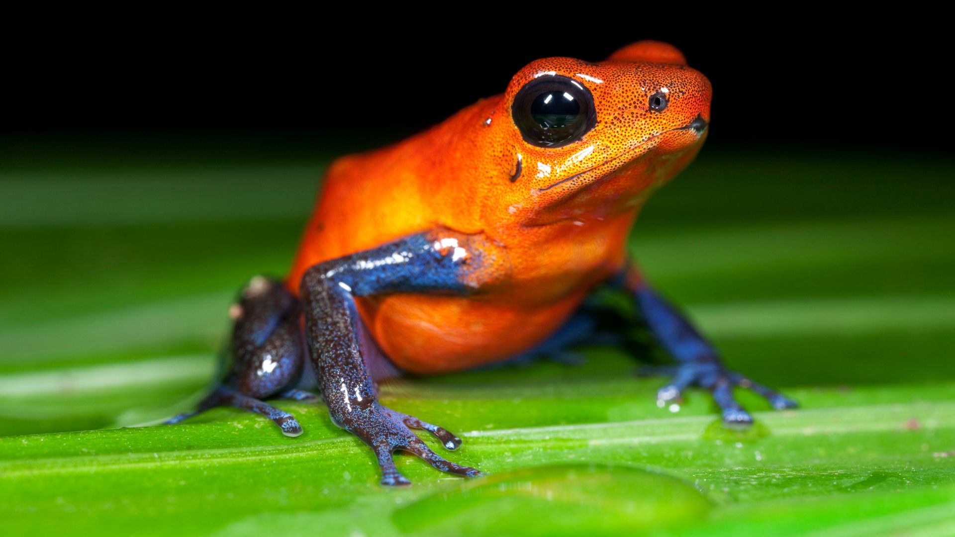 Rana dardo venenosa (familia Dendrobatidae), un pequeño anfibio de colores intensos que utiliza su piel tóxica como mecanismo de defensa frente a los depredadores en las selvas de Centro y Sudamérica