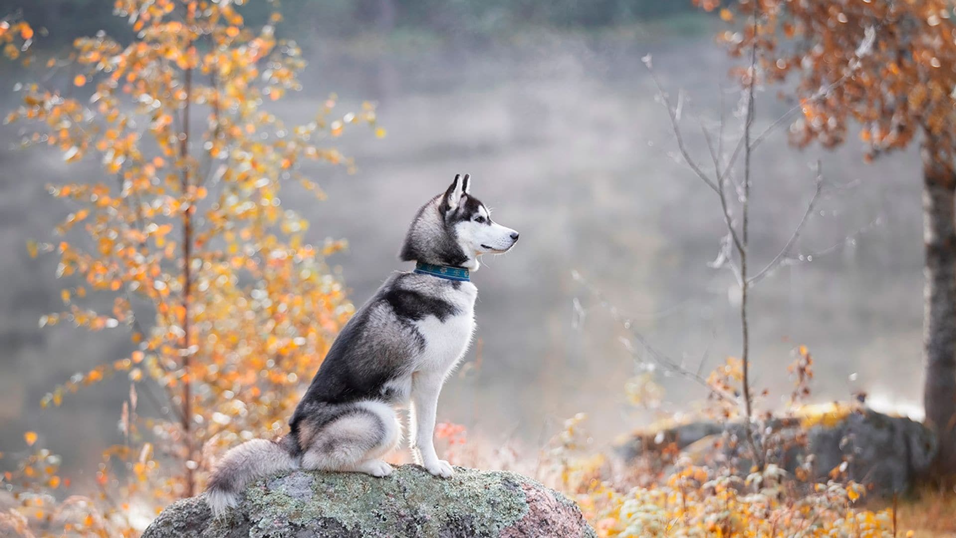 Si te gustan los lobos, estas razas de perro te encantarán