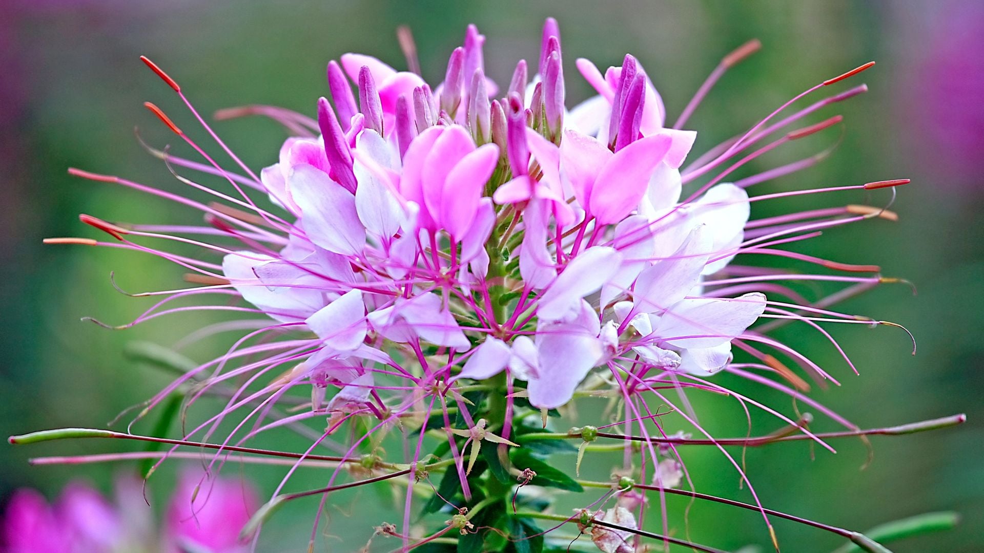 Flor araña: una planta anual resistente que florece con facilidad y requiere pocos cuidados