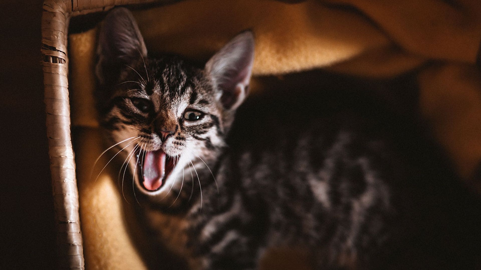 ¿Tu gato no para de maullar por la noche? Estas pueden ser las causas