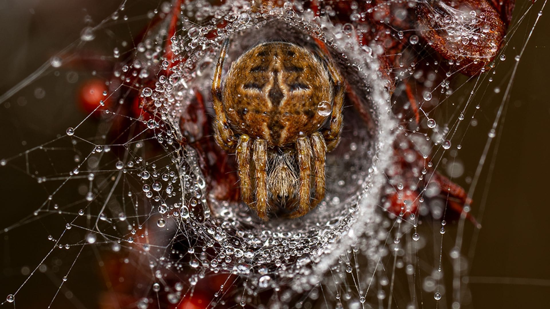 Estas son las fotografías ganadoras del Wild Photographer of the Year 2025: hay dos españoles entre los premiados