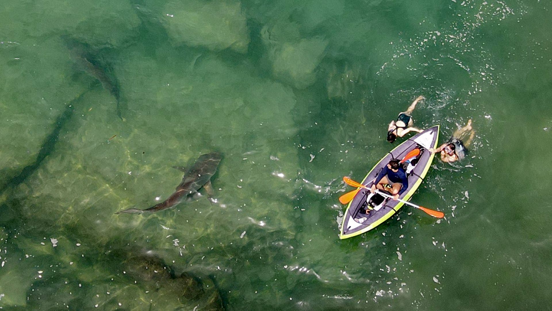 Un padre de cuatro hijos asesinado por tiburones en Israel fue atacado por una especie que se creía inofensiva