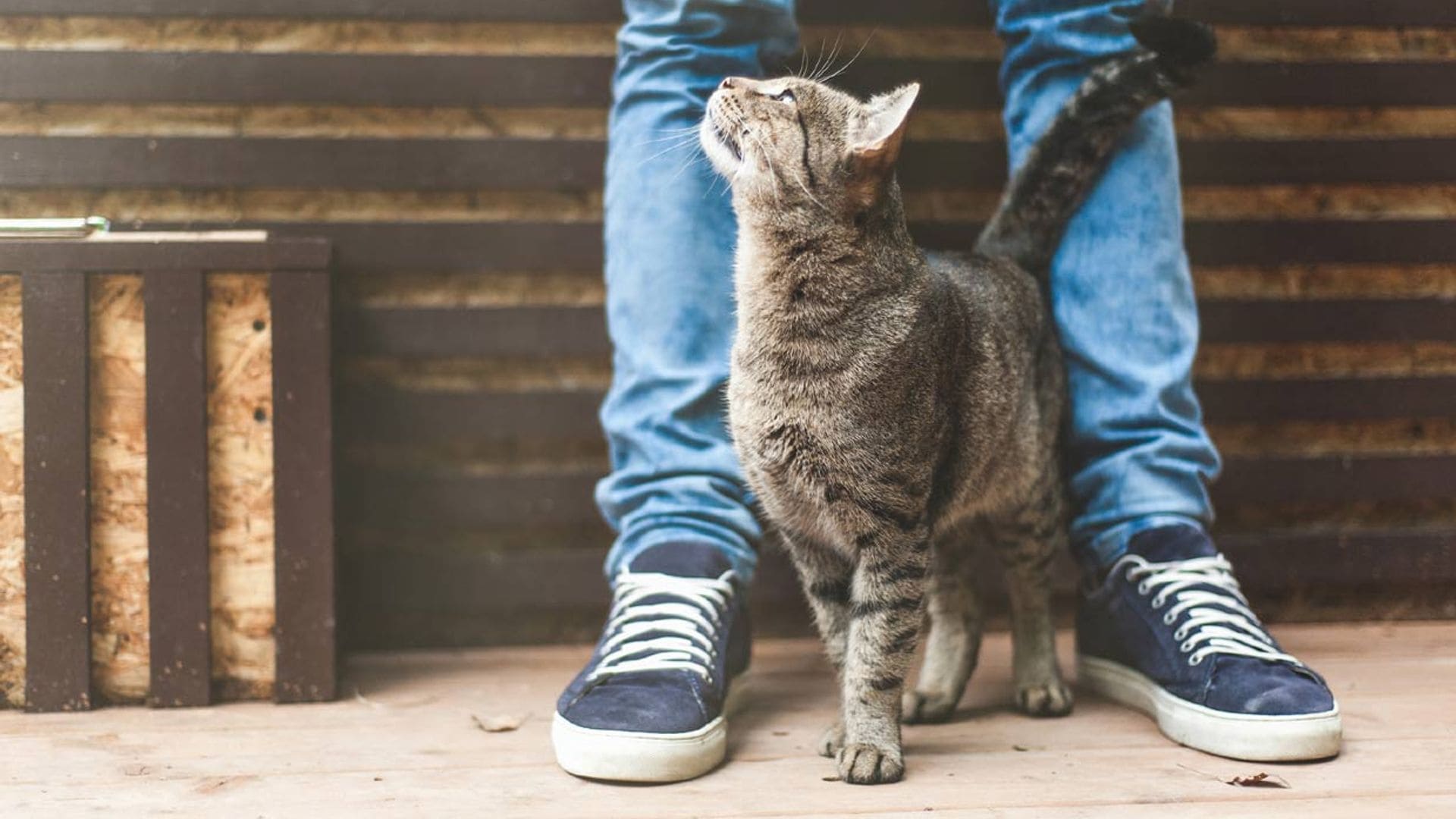 ¿Por qué mi gato me sigue a todas partes?