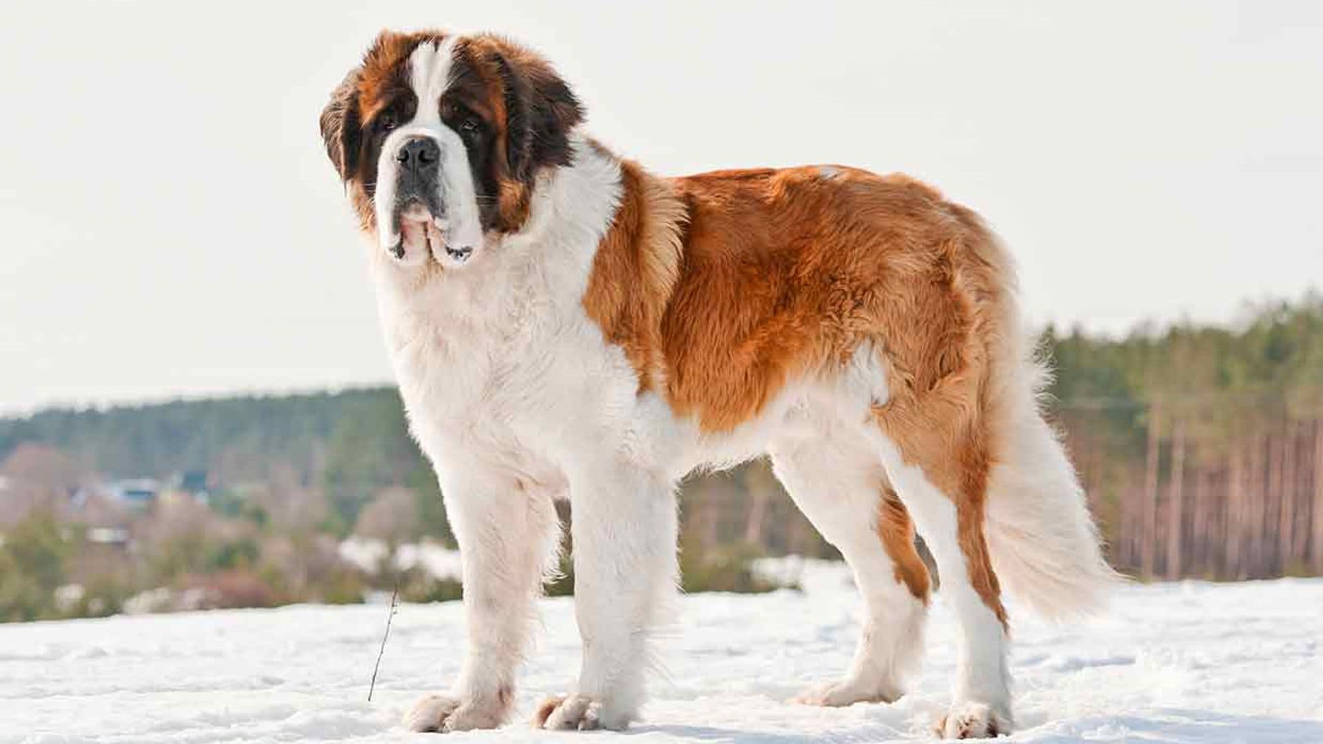 Comparativa de perros grandes: san bernardo y gran danés