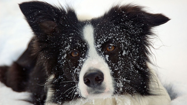 portada border collie