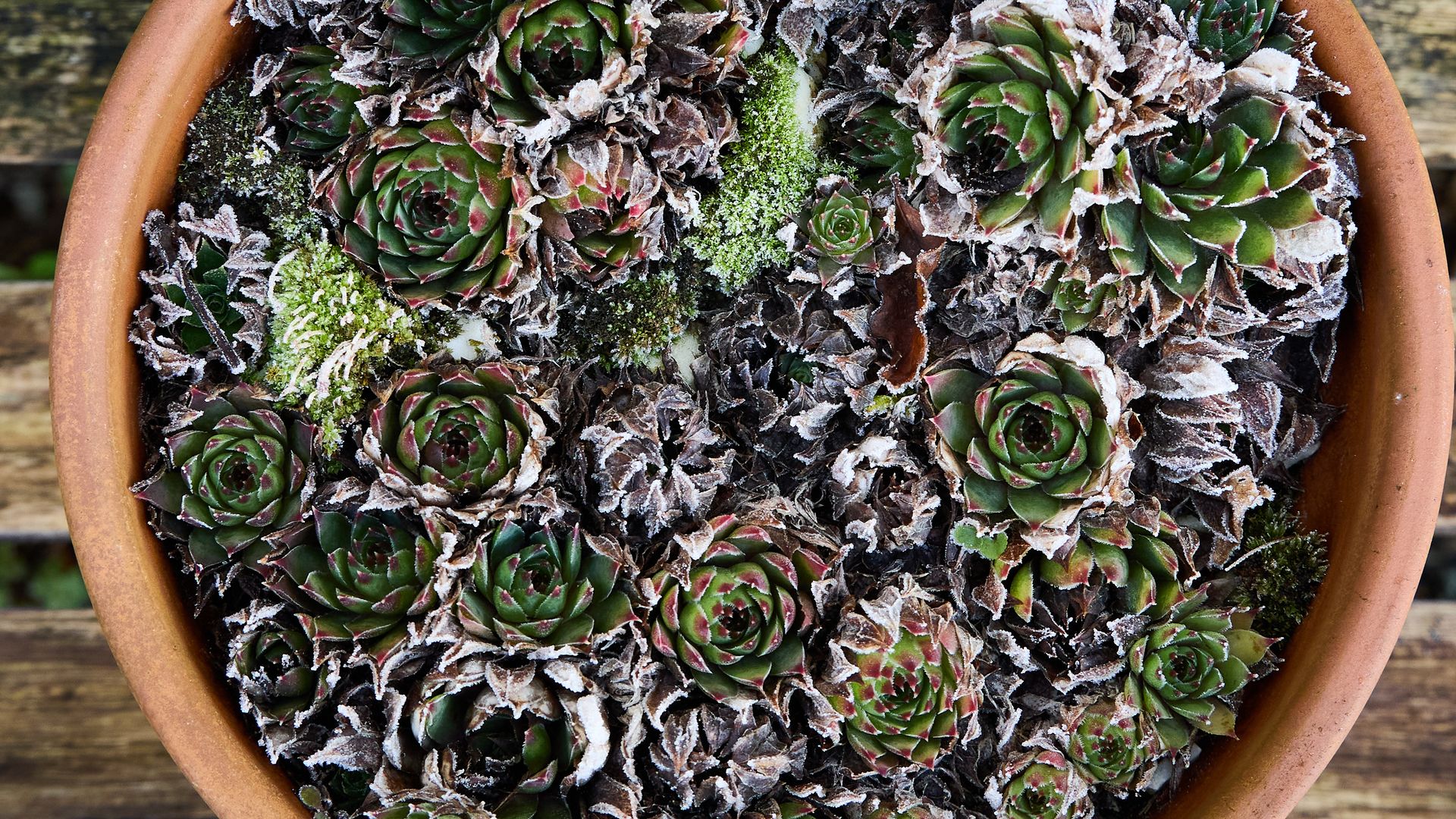 Suculentas que soportan el frio