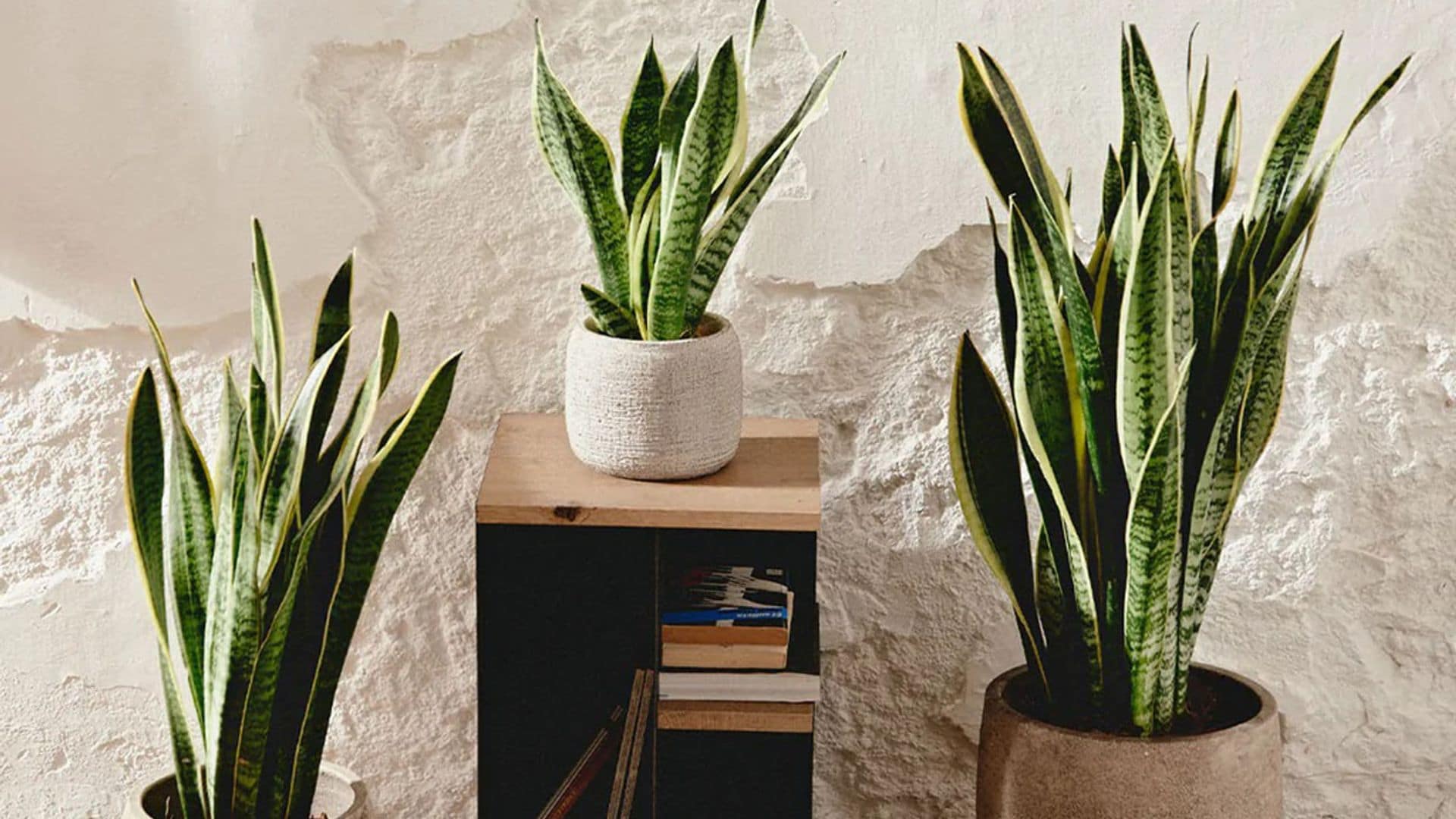 Descubre los (pocos) cuidados de la sansevieria, una estilizada planta de interior