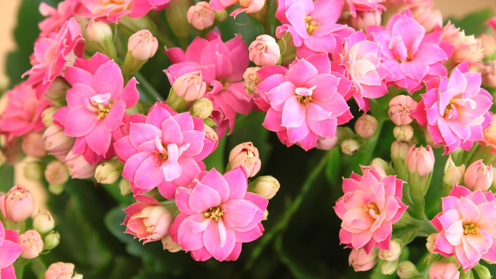 Kalanchoe: la planta suculenta que purifica el aire y no requiere cuidados constantes