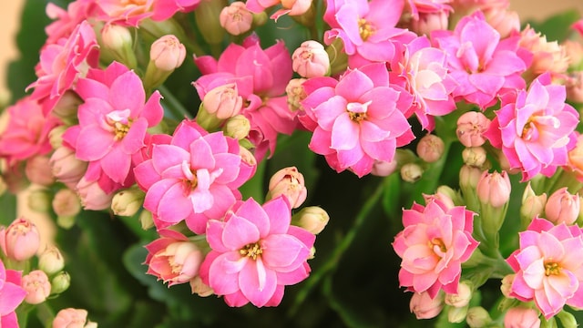 Kalanchoe con flores rosas