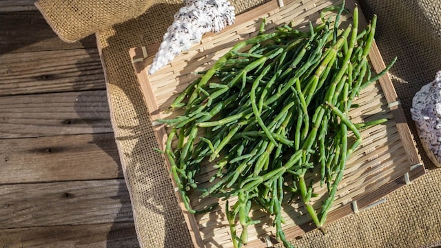 adobe salicornia
