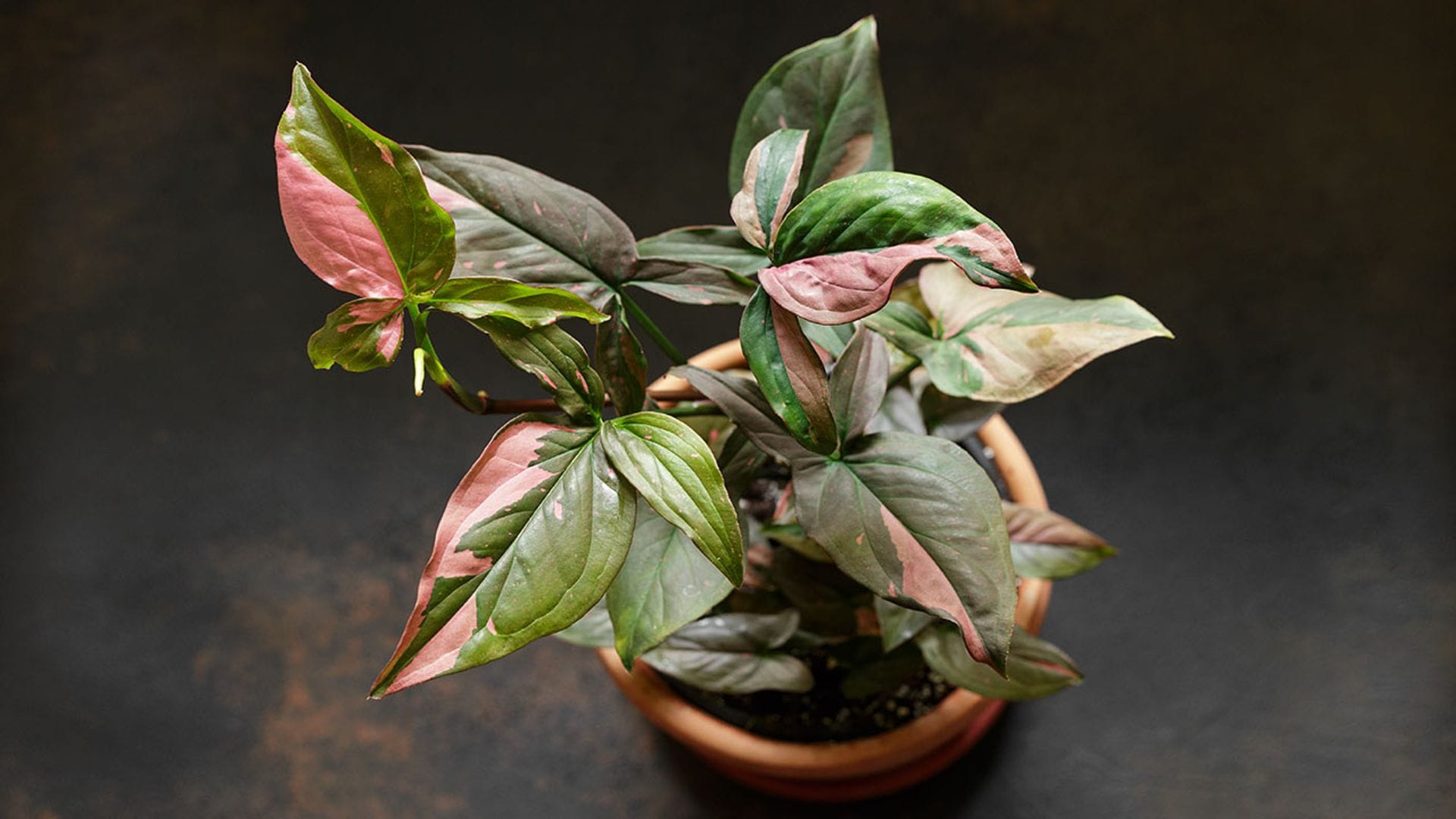 Singonio, una planta de interior apta para jardineros principiantes