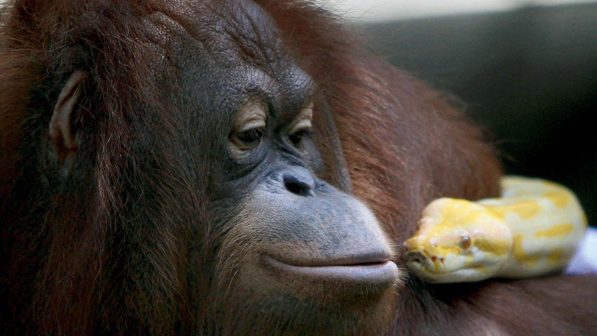 Las curiosas y a veces peligrosas amistades en el mundo animal