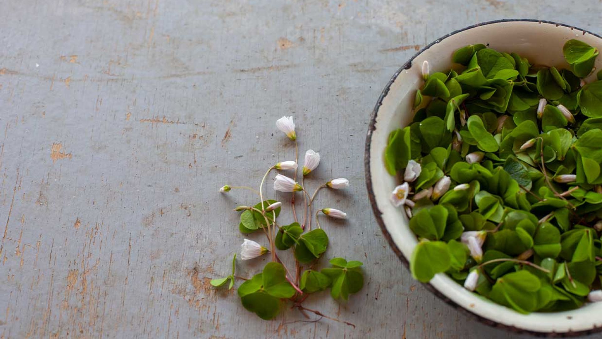 moringa