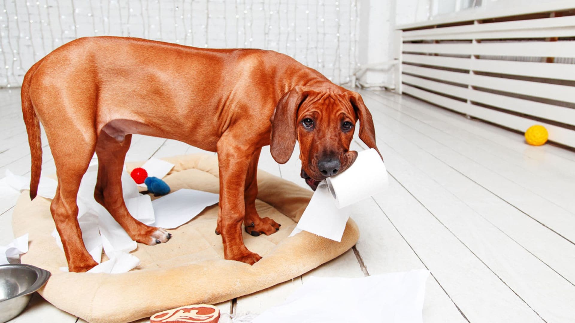 ¿Sabes qué te está diciendo tu perro? Descubre el significado de sus gestos