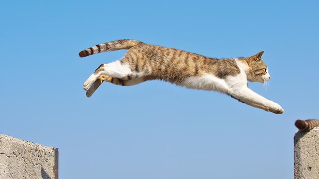 gatovolador