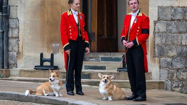 new photos of queen elizabeth s corgis released