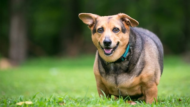 enfermedades perros sobrepeso