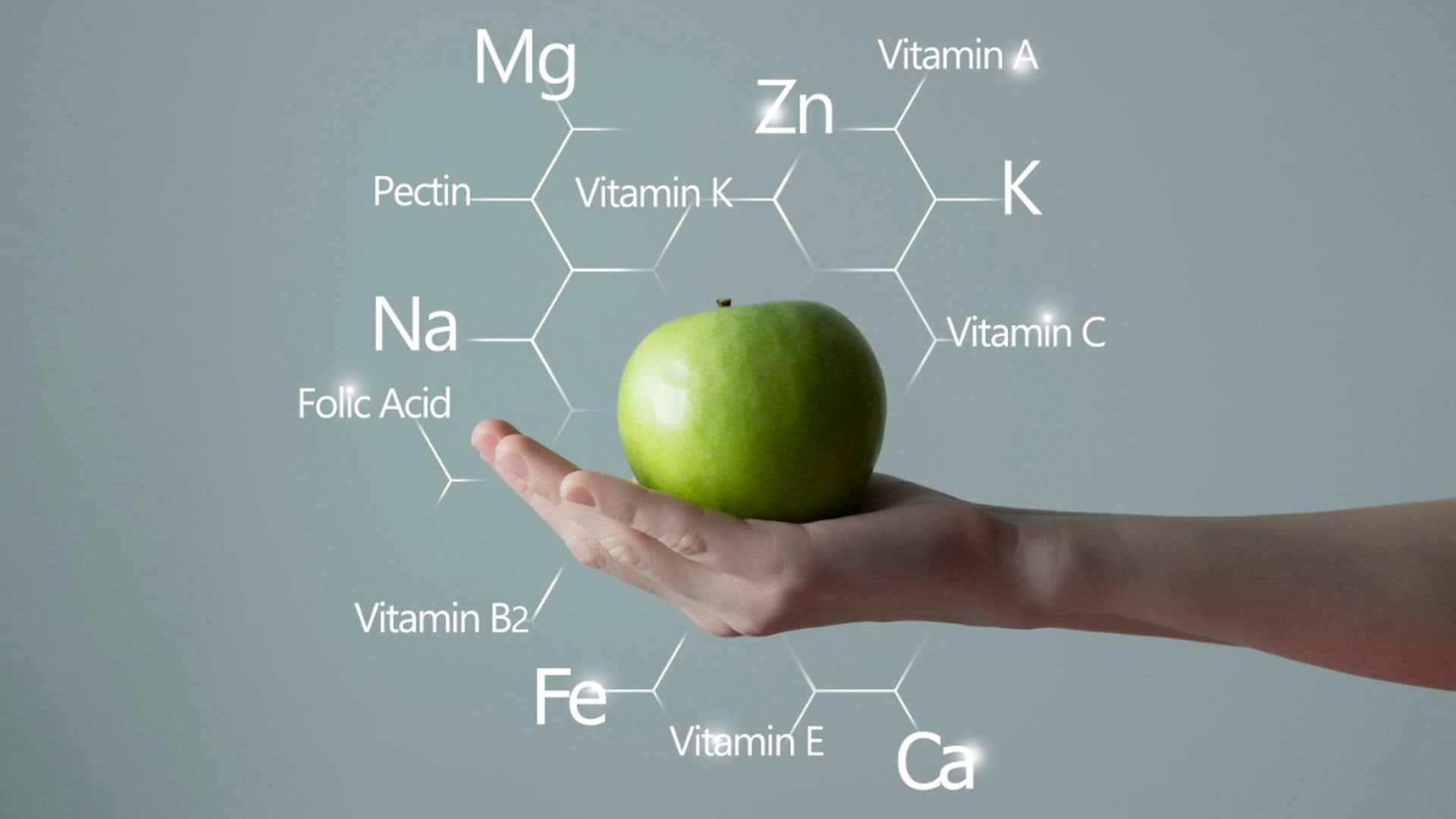enzimas nutricion