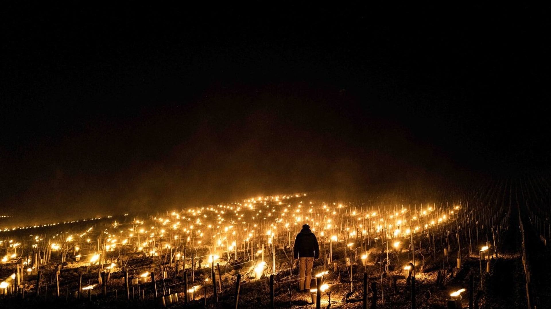 mundo singular chablis 4003