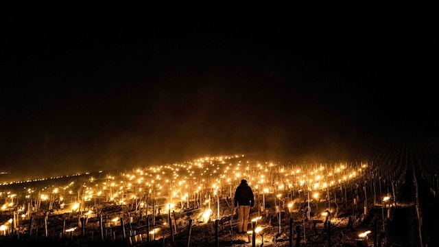 mundo singular chablis 4003