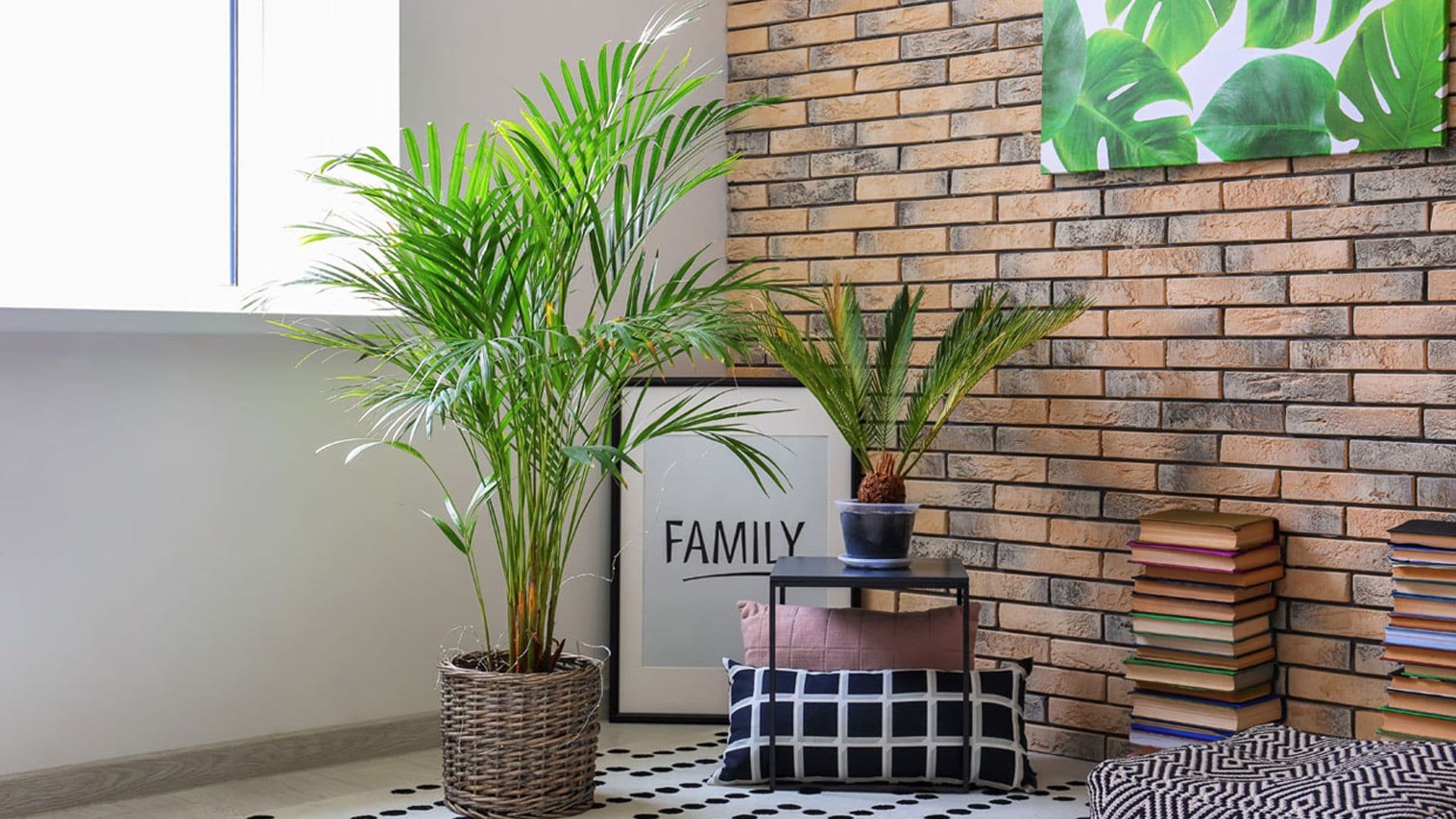 Palmeras de interior, ¿cuál es tu favorita?