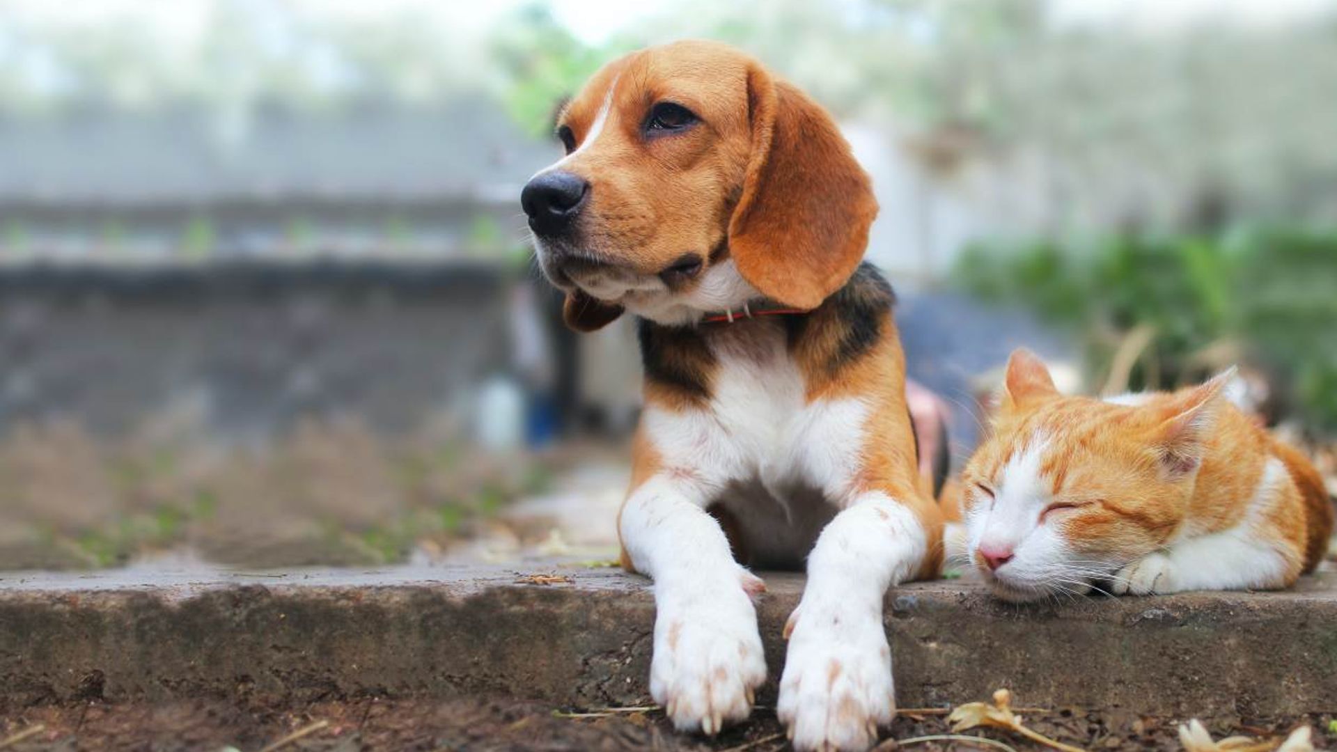 Filariosis, una enfermedad que afecta a los perros y gatos de nuestro país