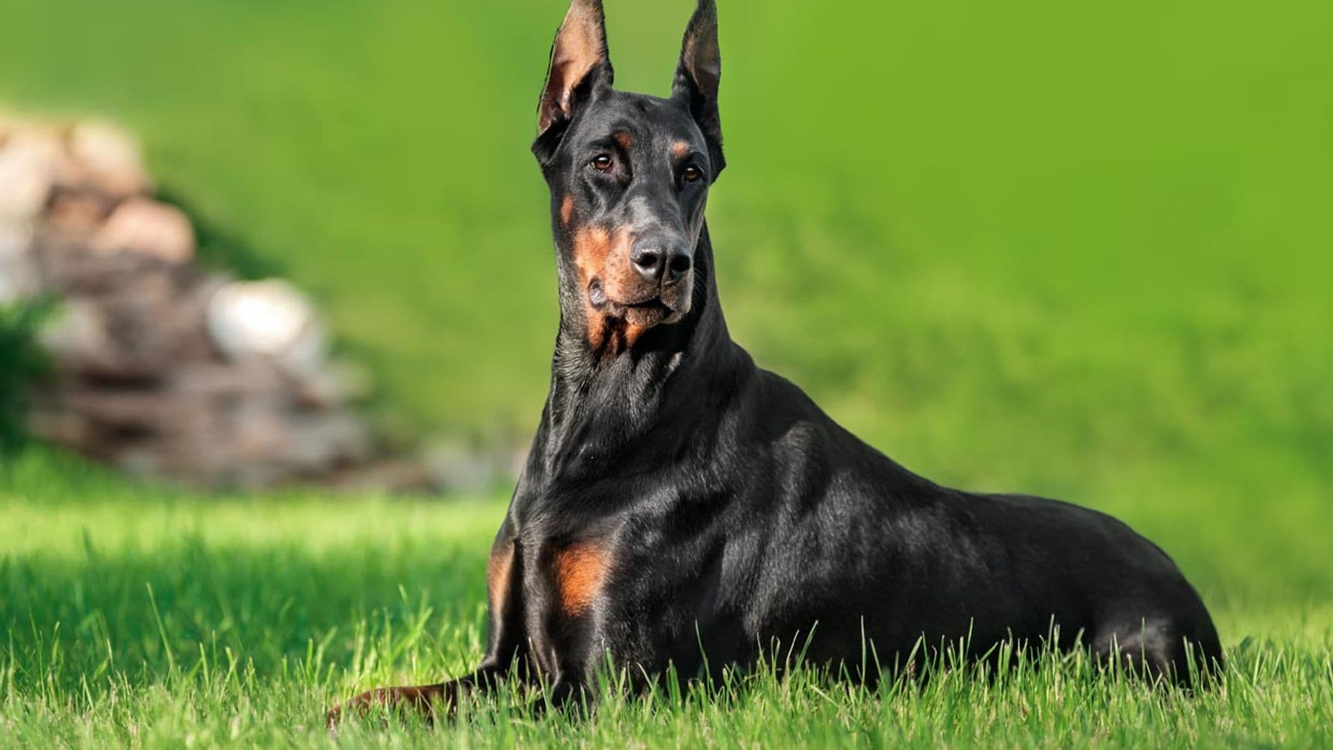 ¿Buscas un perro guardián? Estas son las razas recomendadas