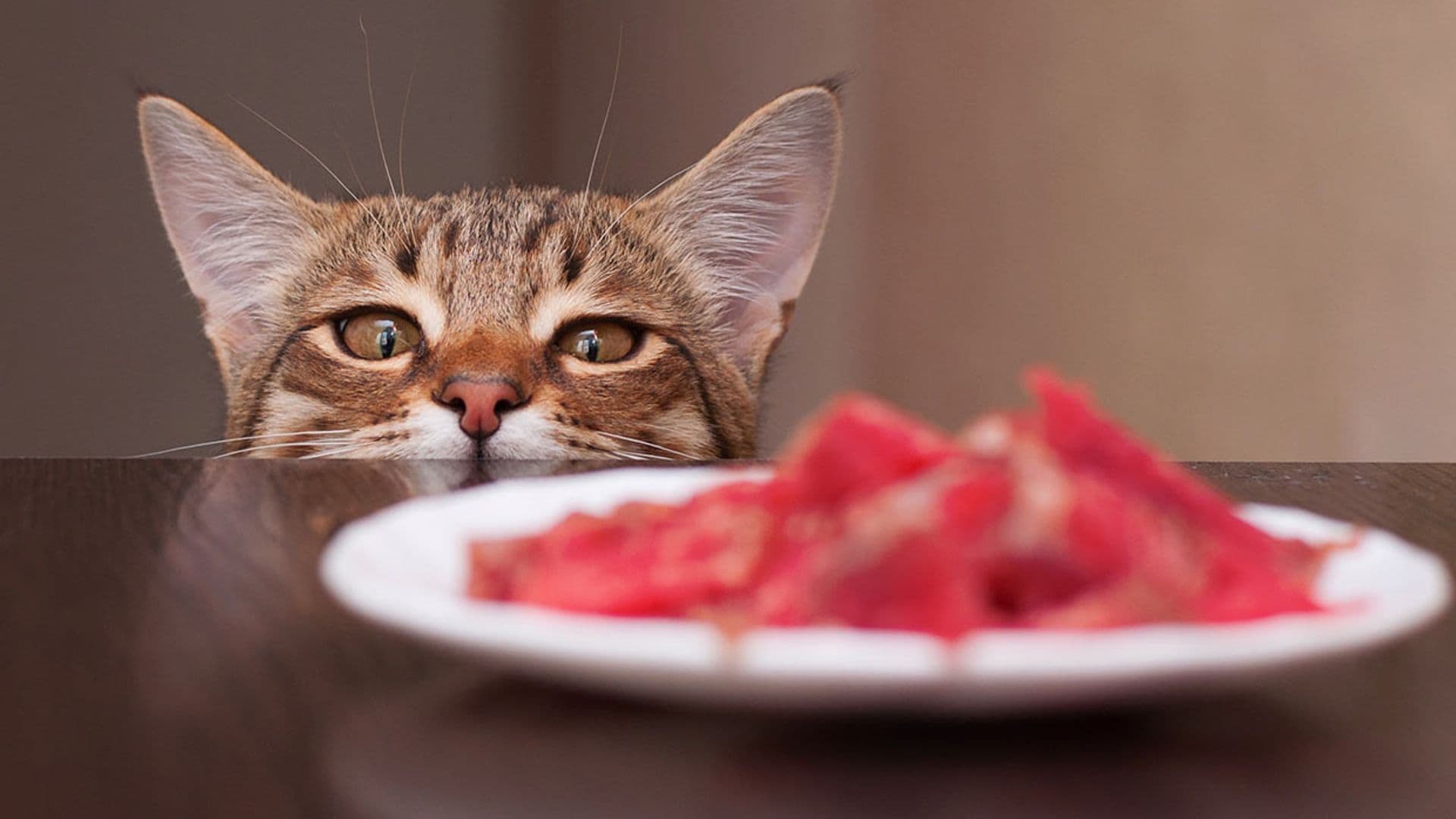 Alimentos 'dudosos' para la alimentación de un gato
