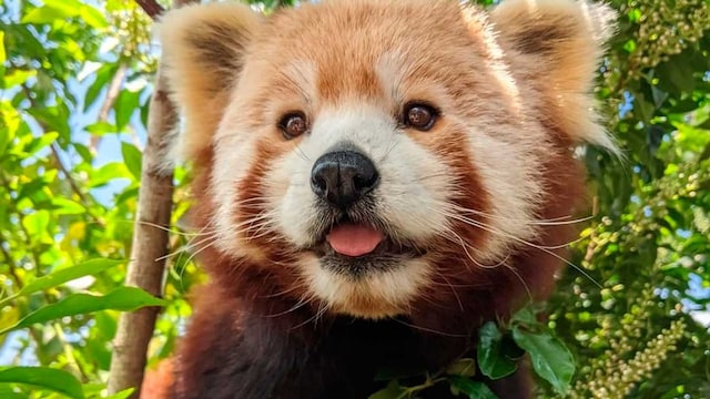 panda t