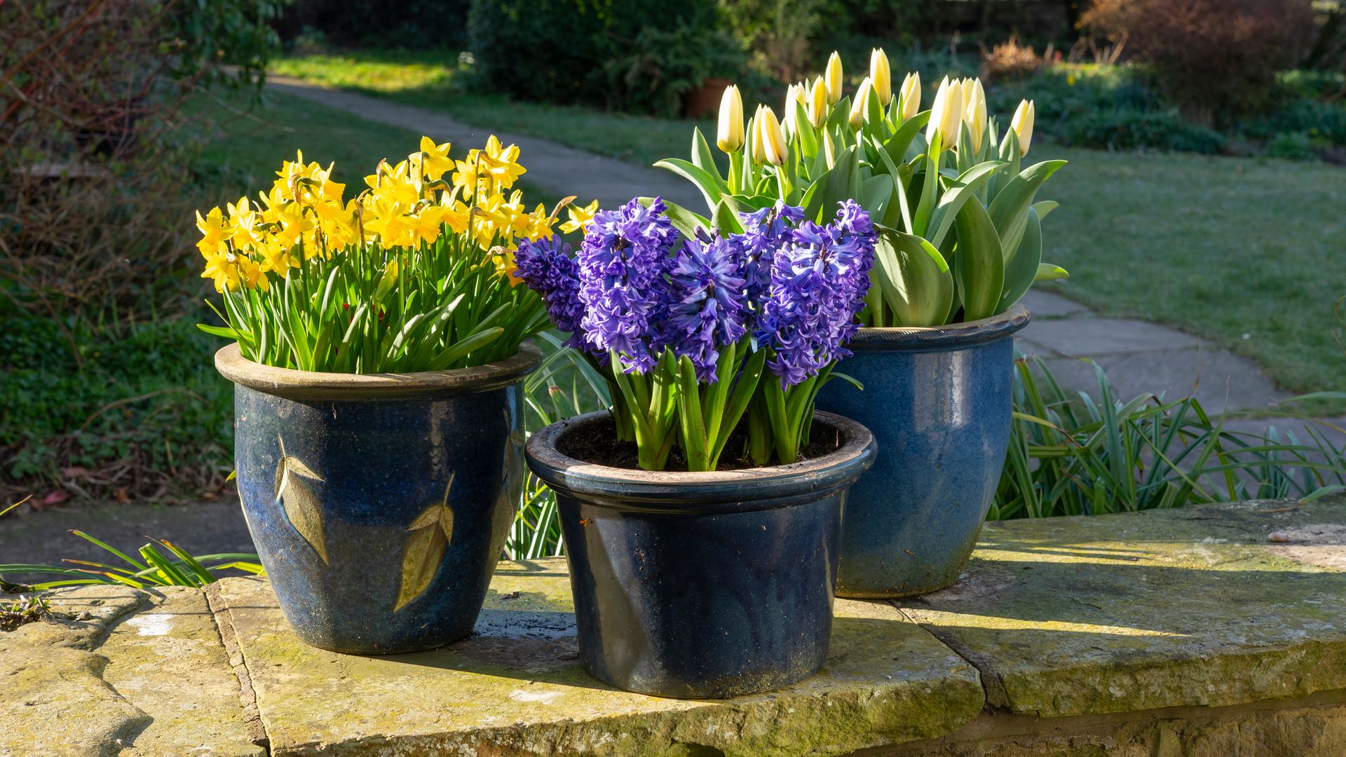 Tulipán, narciso o lirio: las flores que anuncian la primavera en el jardín y cómo cuidarlas