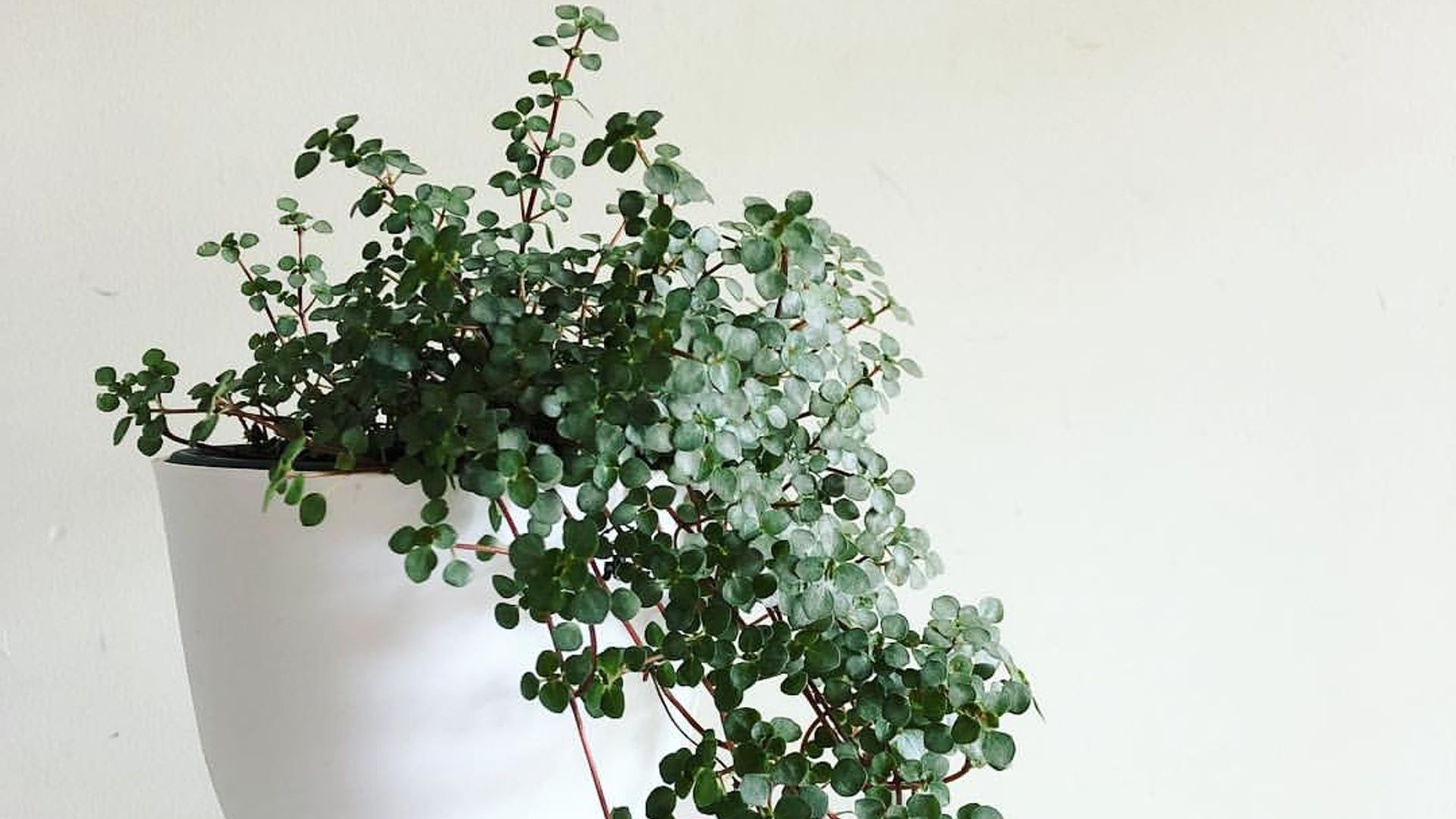pilea glauca