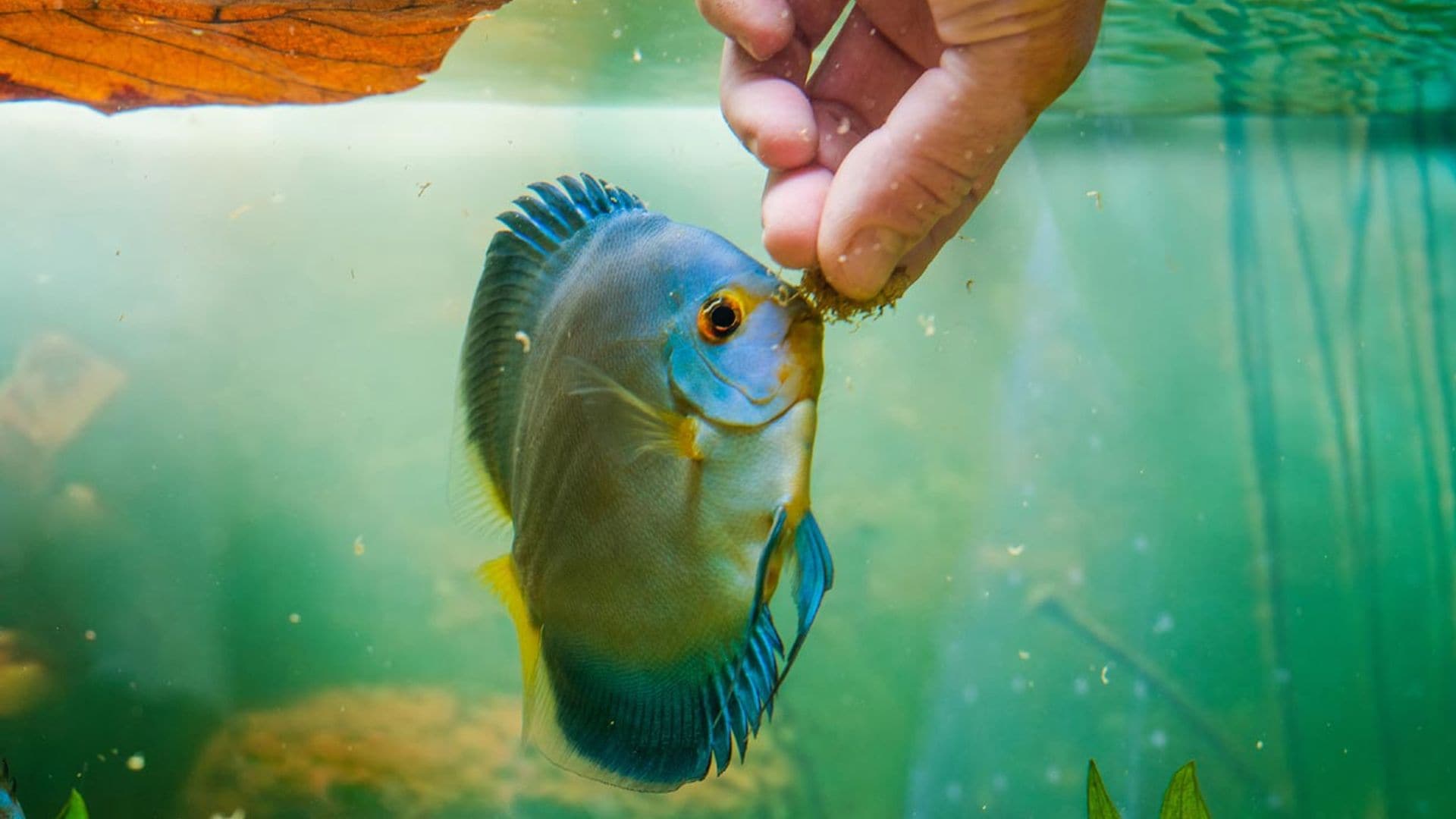 Aprende a alimentar a tus peces de la mejor manera